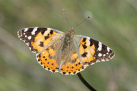 Vanessa cardui-0340 - Le Beausset - 6/05/26