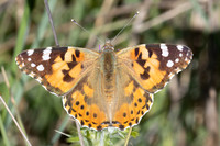 Vanessa cardui-0357- Le Beausset - 6/05/26