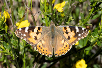 Vanessa cardui-0565- Le Beausset - 6/05/26