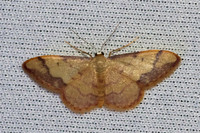 Idaea ostrinaria