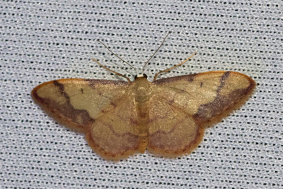 Idaea ostrinaria-0515 - Le Beausset - 6/05/26