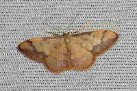 Idaea ostrinaria-0512- Le Beausset - 6/05/26