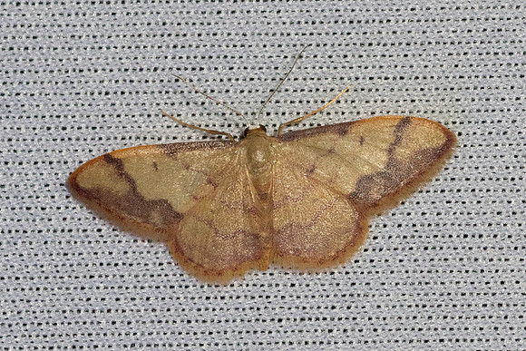 Idaea ostrinaria-0512- Le Beausset - 6/05/26