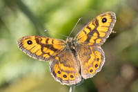 Lasiommata megera ♂-9832 - Le Beausset - 5/05/26