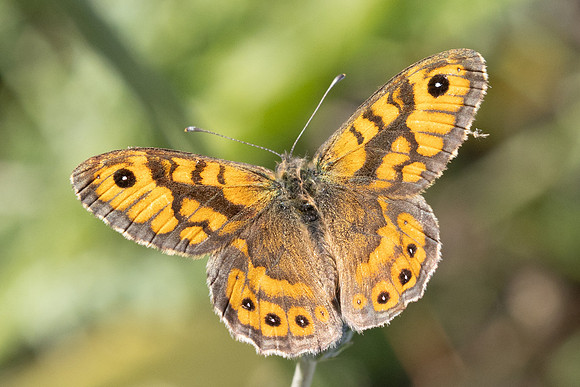 Lasiommata megera ♂-9832 - Le Beausset - 5/05/26