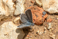 Cupido minimus-1190