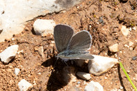 Cupido minimus-1003