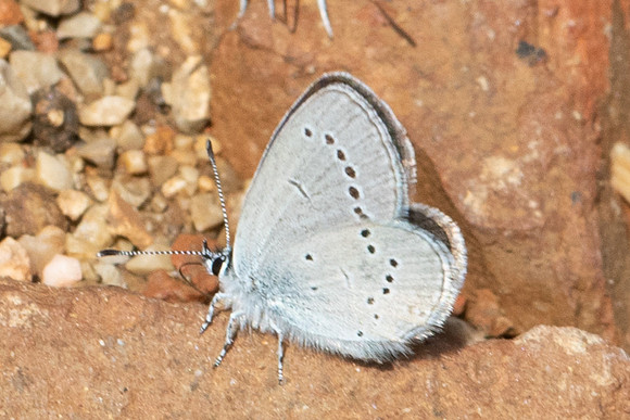 Cupido minimus-1260 - Artigues - 7/05/26