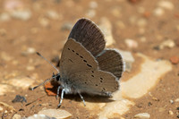 Cupido minimus-1026