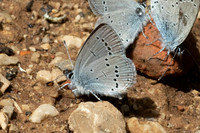 Cupido minimus-1218 - Artigues - 7/05/26