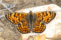 Melitaea phoebe-1386 - Le Beausset - 8/05/26