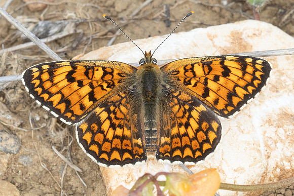 Melitaea phoebe-1386 - Le Beausset - 8/05/26