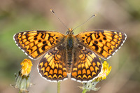 Melitaea phoebe-1382- Le Beausset - 8/05/26