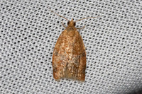 Clepsis consimilana 8584 - Castelnau de Guers - 20/04/26