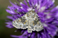 Hecatera dysodea-9655