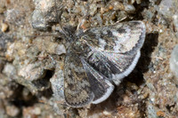Metaxmeste phrygialis-9606