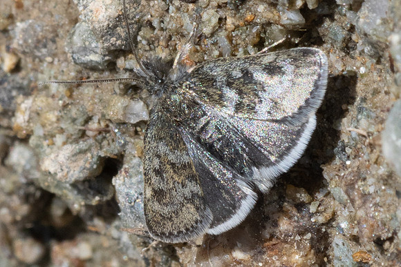Metaxmeste phrygialis-9606