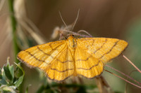 Idaea aureolaria-1766 - Cervieres - 26/06/25