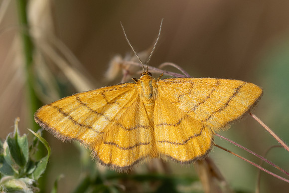Idaea aureolaria-1766 - Cervieres - 26/06/25