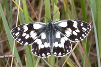 Melanargia galathea-1773 - Cervières - 26/06/25