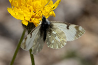 Euchloe simplonia-2266