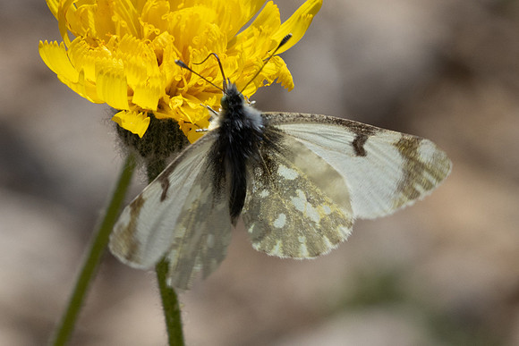 Euchloe simplonia-2266