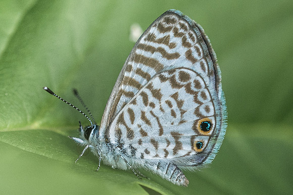 Leptotes marina --1956