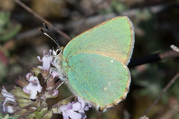 Callophrys rubi-9204 - Belgentier - 13/04/2021