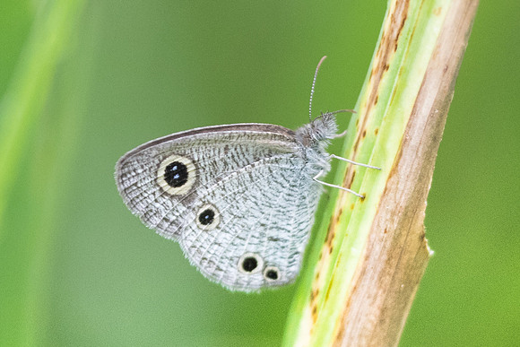 Ypthima watsoni peninsulae-6731 - Krabi - 26/11/23