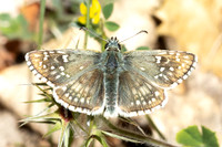 Pyrgus sidae-1185 - Artigues - 7/05/26