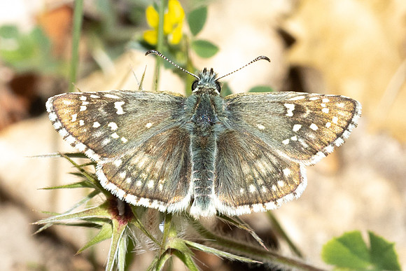 Pyrgus sidae-1185 - Artigues - 7/05/26