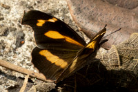 Libythea myrrha sanguinalis -7577- Chiang Dao - 7/02/26