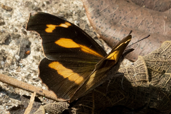 Libythea myrrha sanguinalis -7577- Chiang Dao - 7/02/26