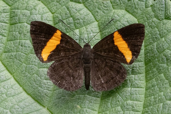 Emesis cypria--5159