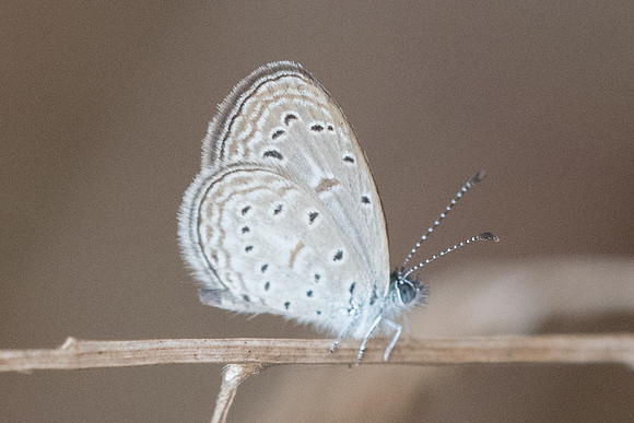 Zizula hylax-6105 - Doi-Suthep 14/03/23