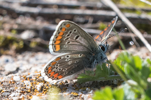 Aricia cramera-8461 - 10/03/22