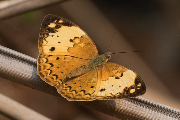 Cupha erymanthis erymanthis-6826 - Doi-Suthep - 10/03/23