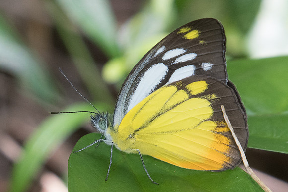 Cepora iudith malaya-9318 - Koh Samui - 16/03/23
