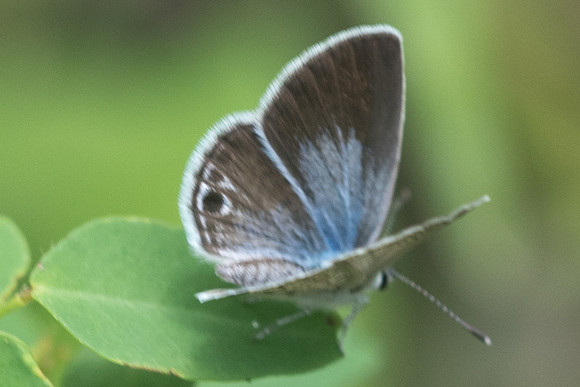 Hemiargus huntingtoni hannoides --1254