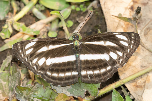 Neptis cartica-1346- Chiang Dao - 17/03/25