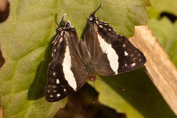 Dodona deodata deodata-6737 - Doi-Suthep - 28/03/24