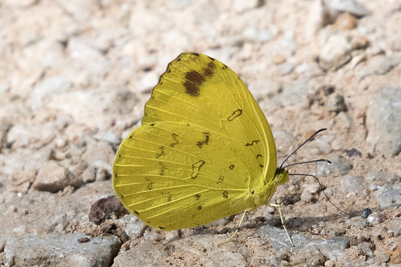 Eurema blanda-1238 - Chiang Dao - 16/11/23