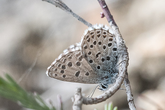 Pseudophilotes panoptes-3480 - Sournia - 18/05/23