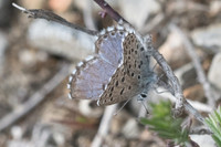 Pseudophilotes panoptes-3472 - Sournia - 18/05/23