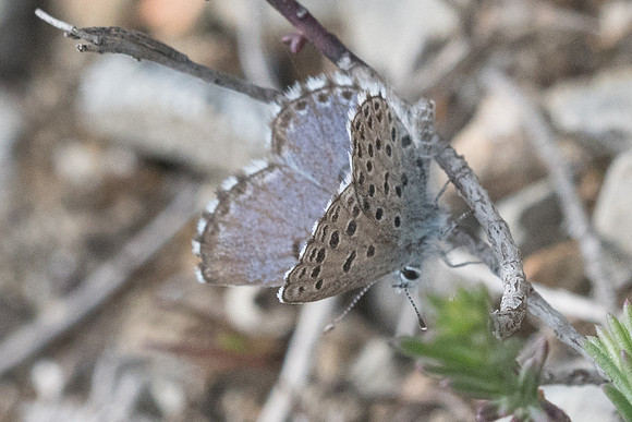 Pseudophilotes panoptes-3472 - Sournia - 18/05/23