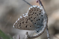 Pseudophilotes panoptes-3484- Sournia - 18/05/23