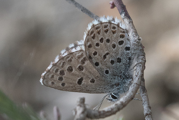 Pseudophilotes panoptes-3484- Sournia - 18/05/23