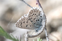 Pseudophilotes panoptes-3478 - Sournia - 18/05/23