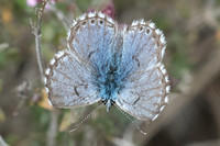 Pseudophilotes panoptes - Azuré cordouan