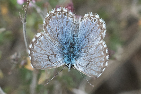 Pseudophilotes panoptes-3497 - Sournia - 18/05/23